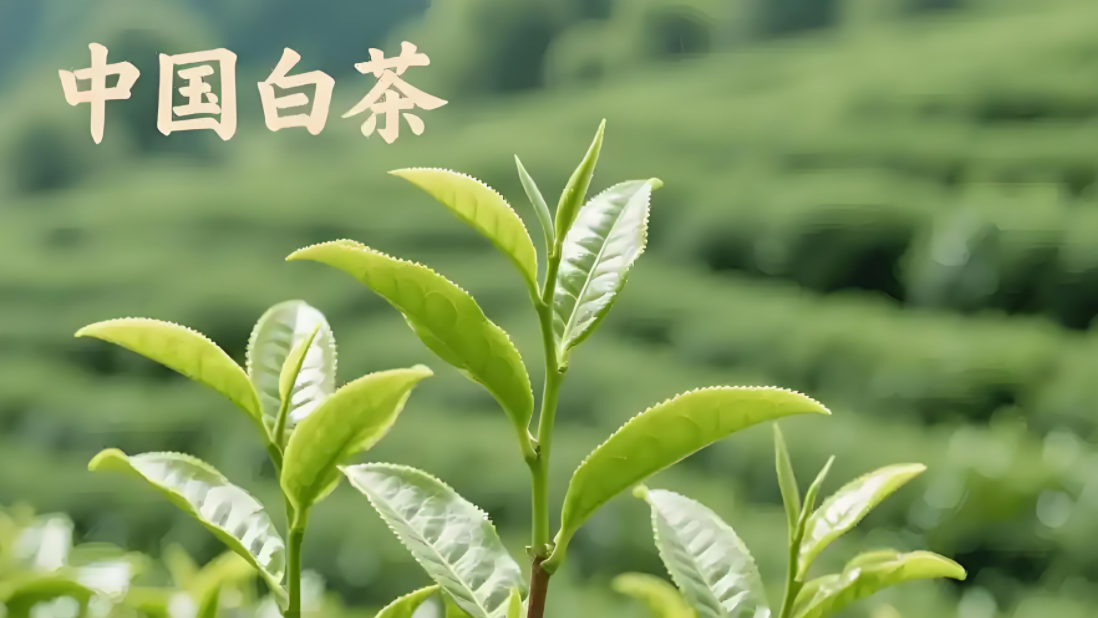 浅谈茶业未来的发展方